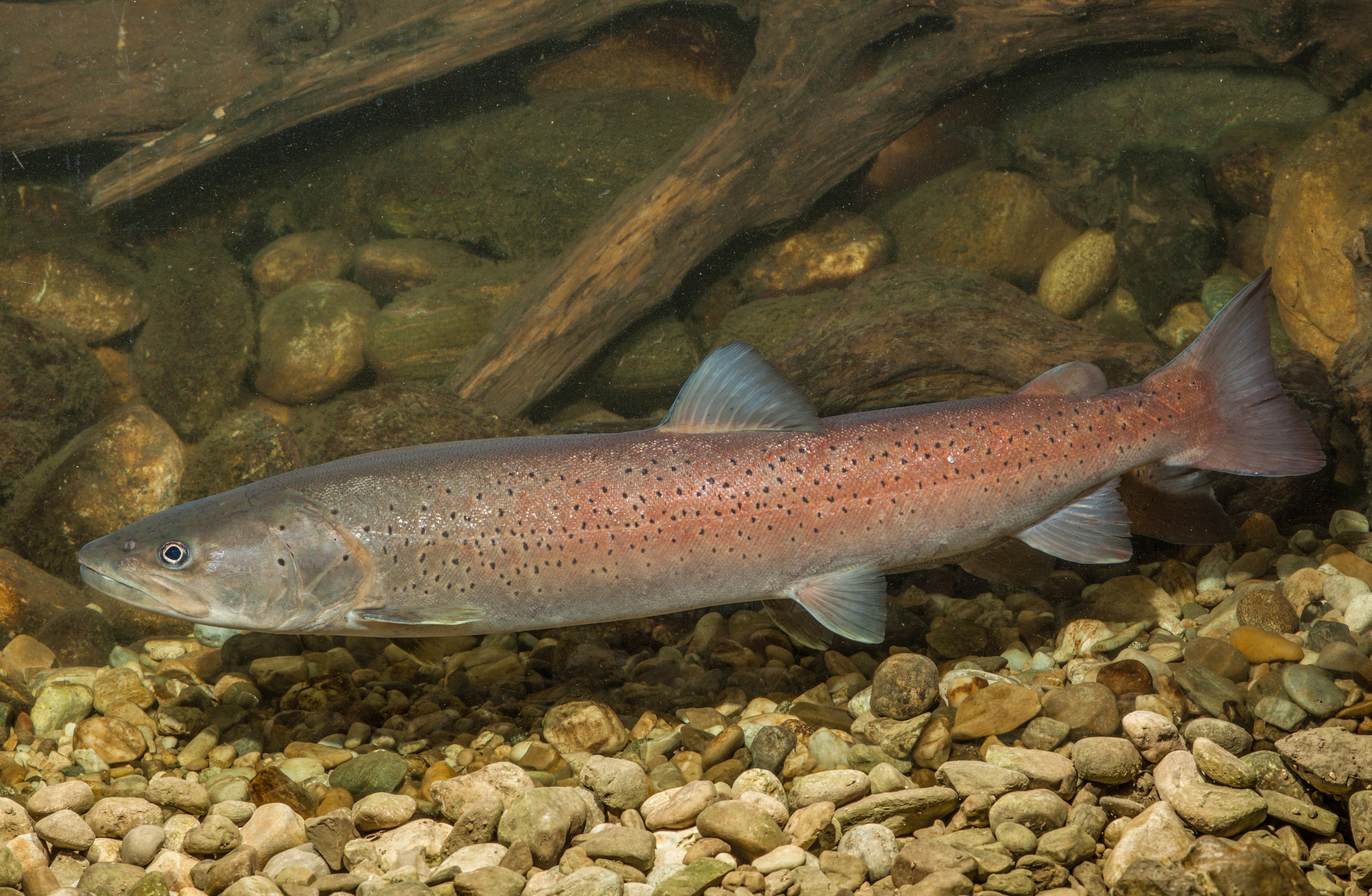 Bedrohter Donaulachs: Wie die Fischereifachberatung den Huchen schützt