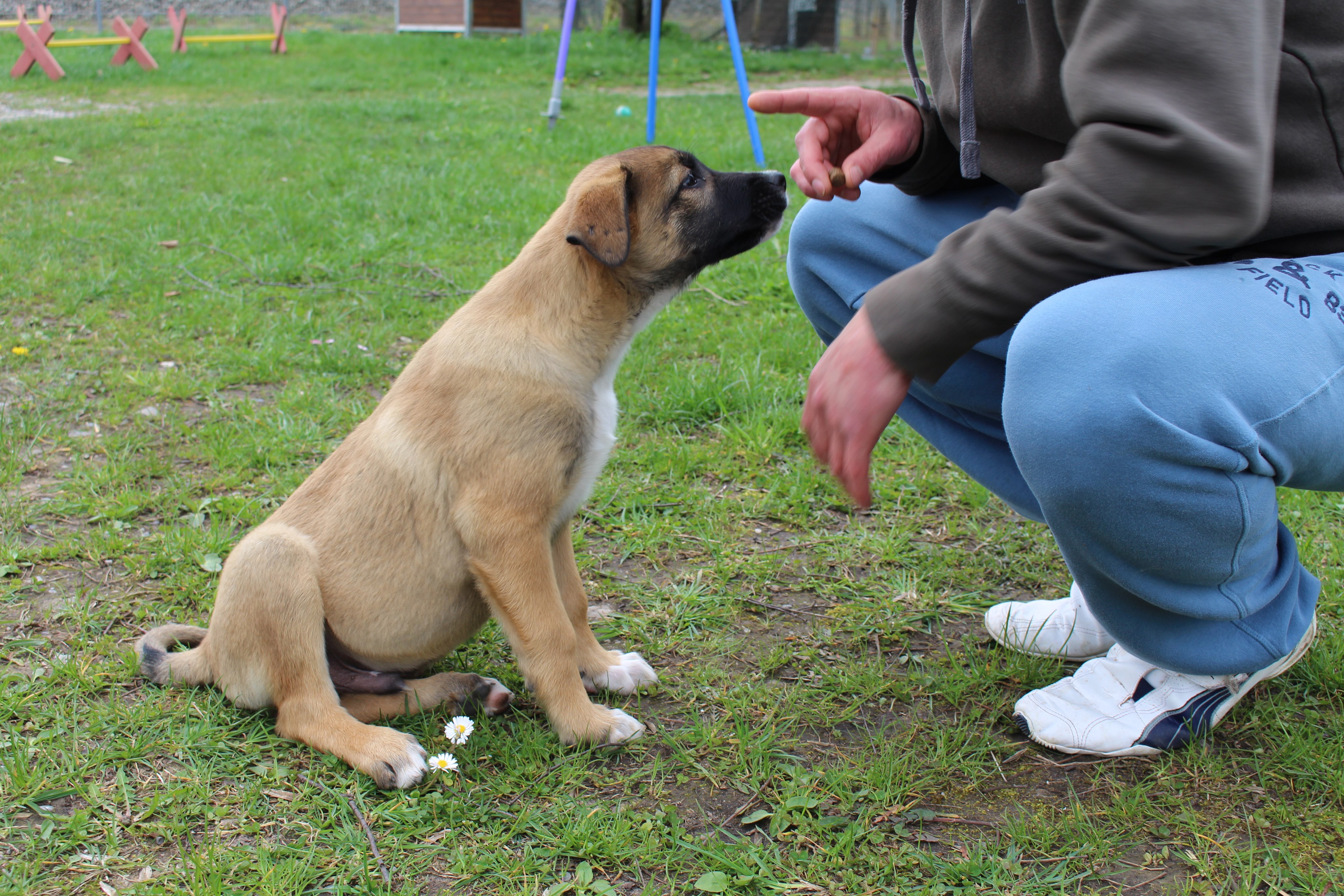 Die Forensik-Patienten lernen den kleinen Hunden Grundkommandos wie „Sitz“ und „Platz“. - Foto: Georg Schalk, Bezirkskliniken Schwaben