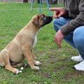 Die Forensik-Patienten lernen den kleinen Hunden Grundkommandos wie „Sitz“ und „Platz“. - Foto: Georg Schalk, Bezirkskliniken Schwaben
