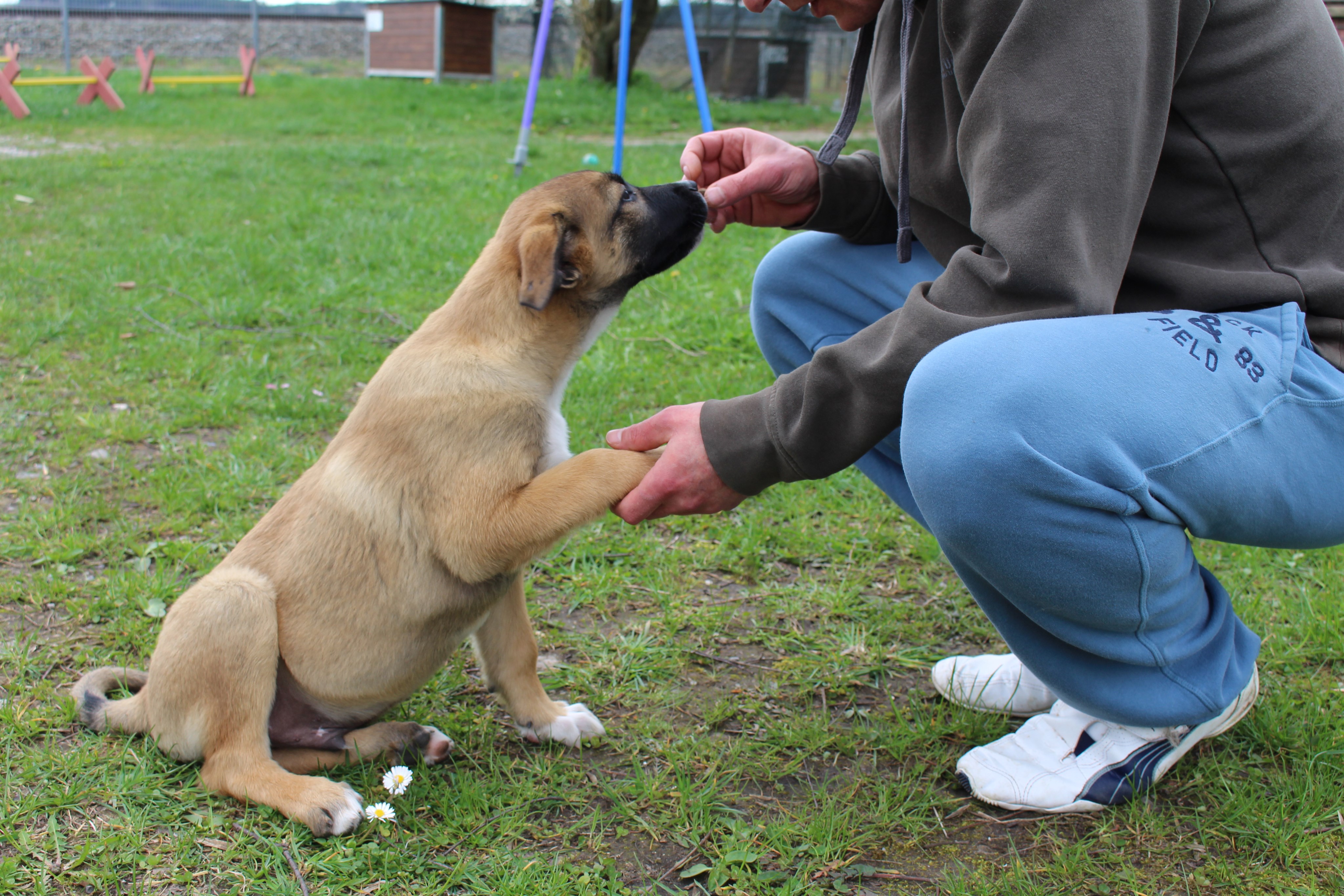 Wenn der Hund folgt, gibt es ein Leckerli und die Pfote für das „Herrchen“. - Foto: Georg Schalk, Bezirkskliniken Schwaben