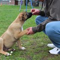 Wenn der Hund folgt, gibt es ein Leckerli und die Pfote für das „Herrchen“. - Foto: Georg Schalk, Bezirkskliniken Schwaben