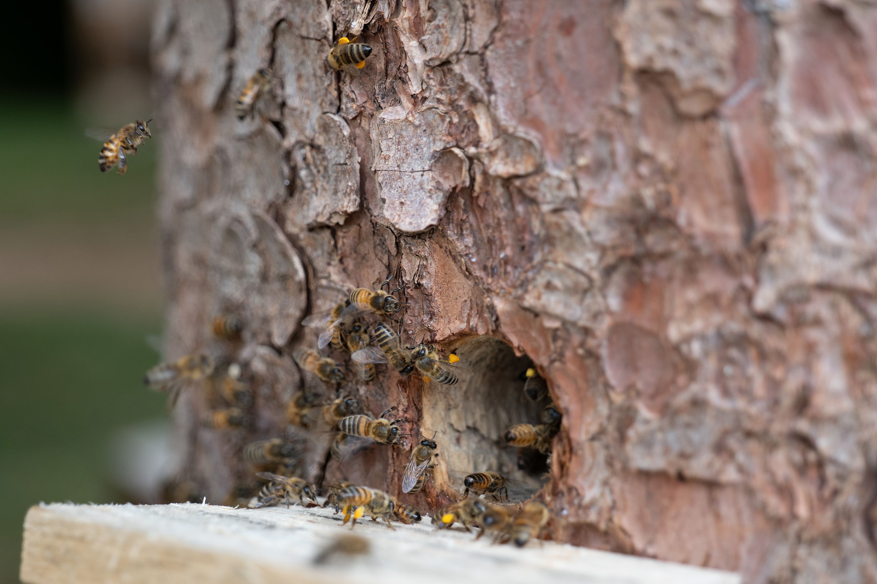 Bienen im Museumsgarten - Foto: Matthias Meyer, Museum KulturLand Ries