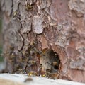 Bienen im Museumsgarten - Foto: Matthias Meyer, Museum KulturLand Ries