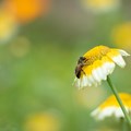 Honigbiene auf einer Blüte - Foto: Matthias Meyer, Museum KulturLand Ries