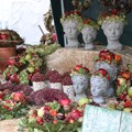 Roggenburger Öko-Markt Foto: Bildungszentrum Roggenburg