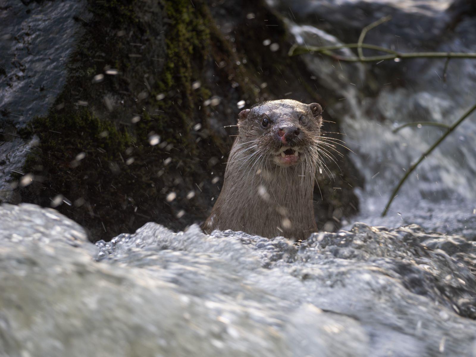 Fischotter im Wasser zeigt seine Zähne