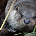 Der streng geschützte Fischotter breitet sich seit den 1990er-Jahren über Österreich und Tschechien in Bayern aus und wir auch Schwaben vollständig besiedeln. - Foto: Mark Schütze