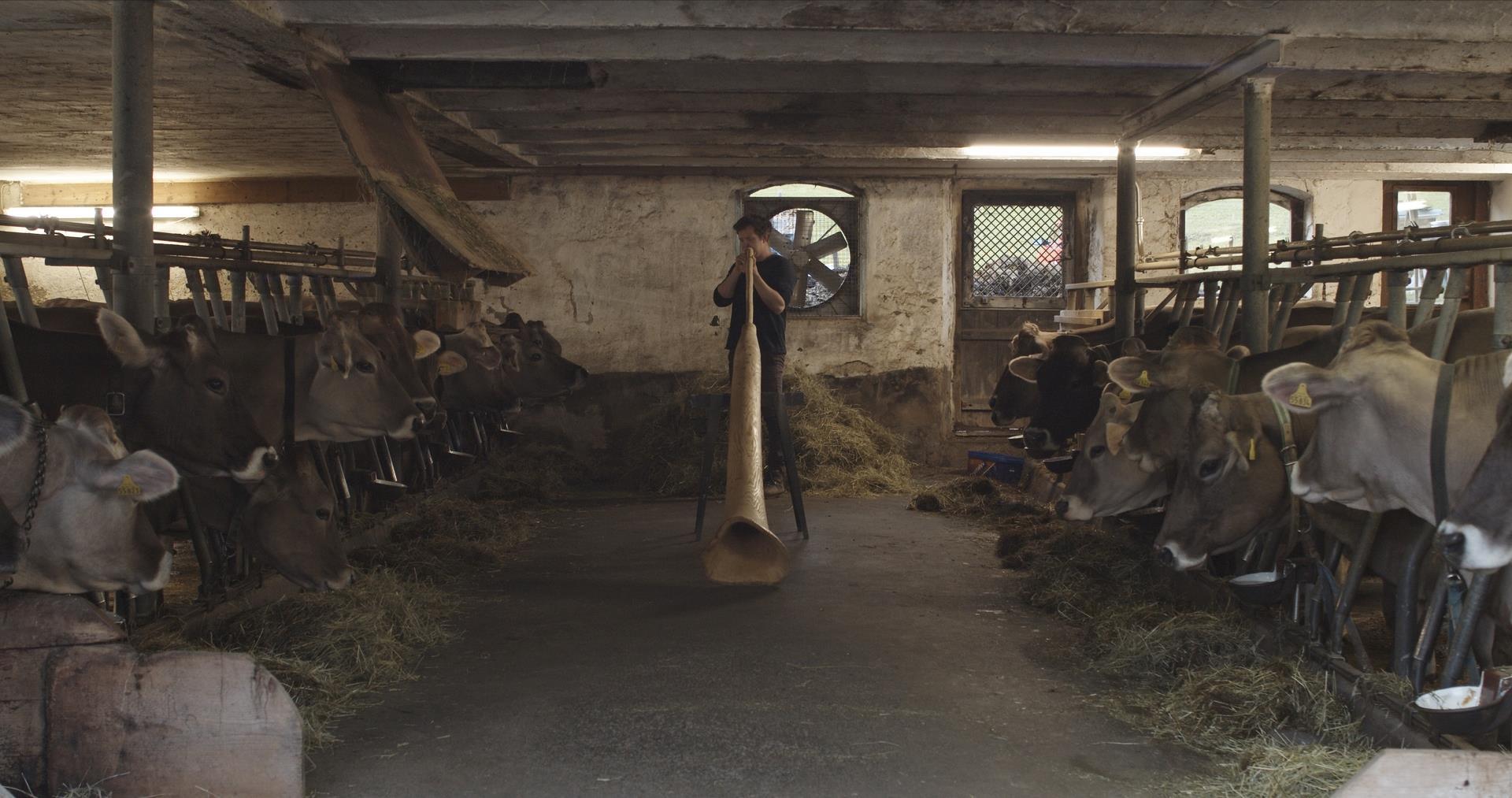 Kunst und Kuhstall – Der zuletzt verliehene Kunstpreis für „Young Professionals“ ging 2021 an Jonas Maria Ried für seine Video-Installation „Talking to cows“. Bildnachweis: Foto: Andreas Lode