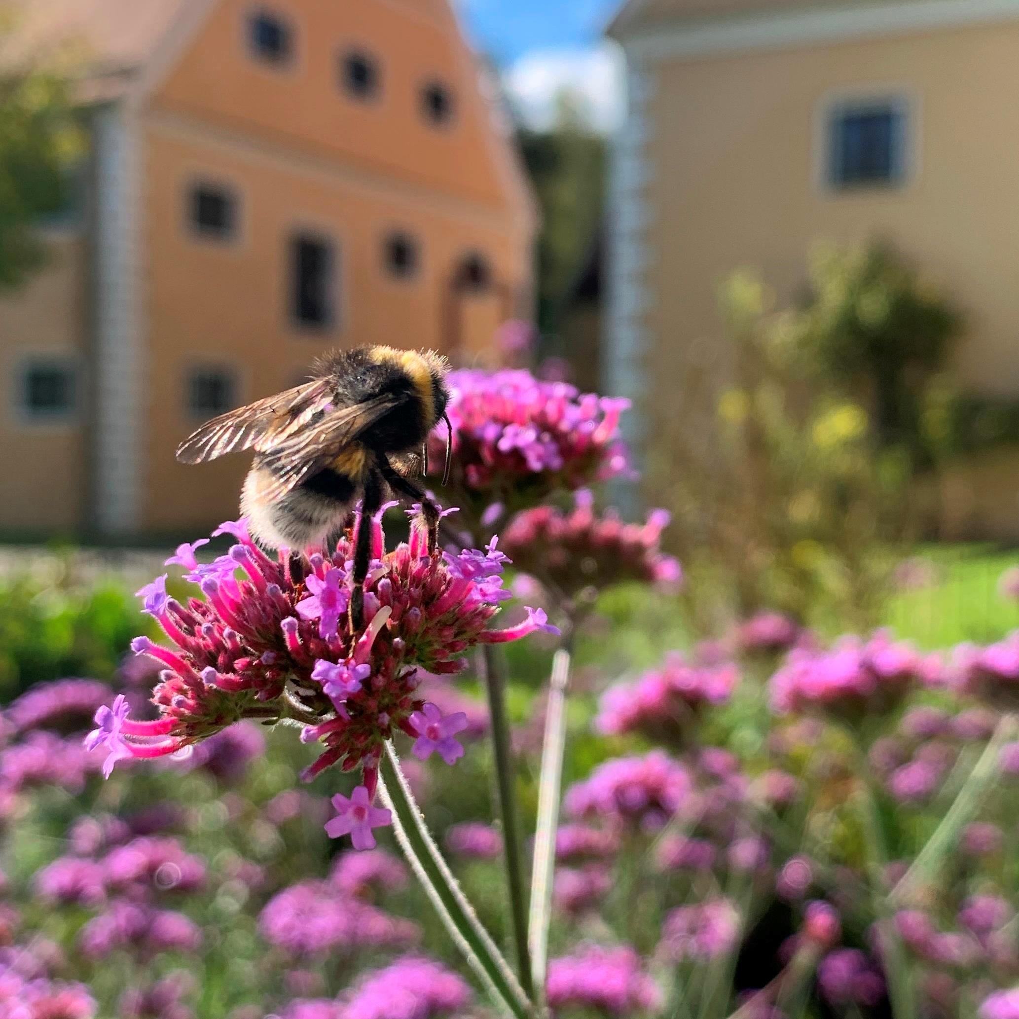 Biene auf lila Pflanze im Museumsgarten