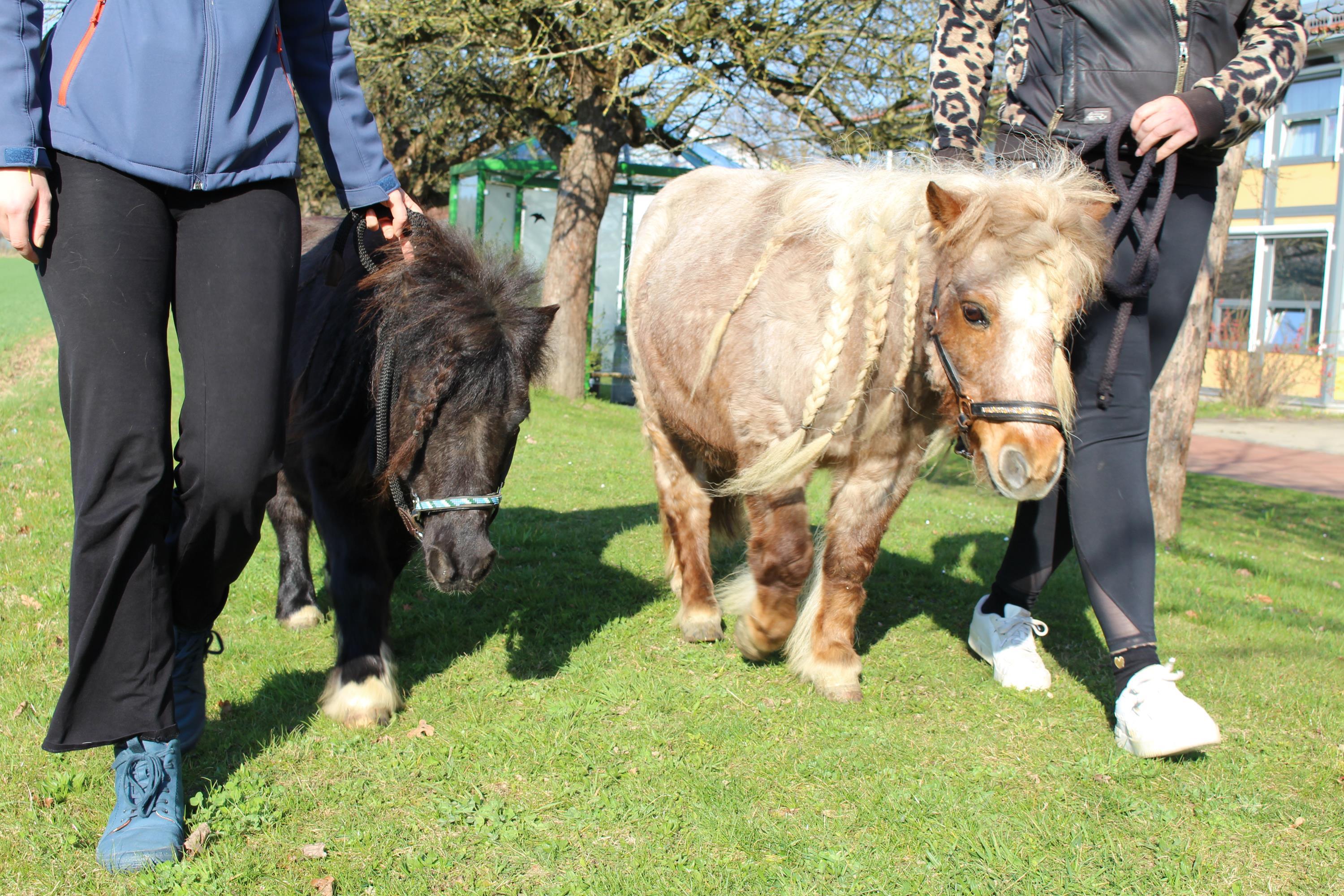 Hunde und Ponys zaubern den Patienten ein Lächeln ins Gesicht