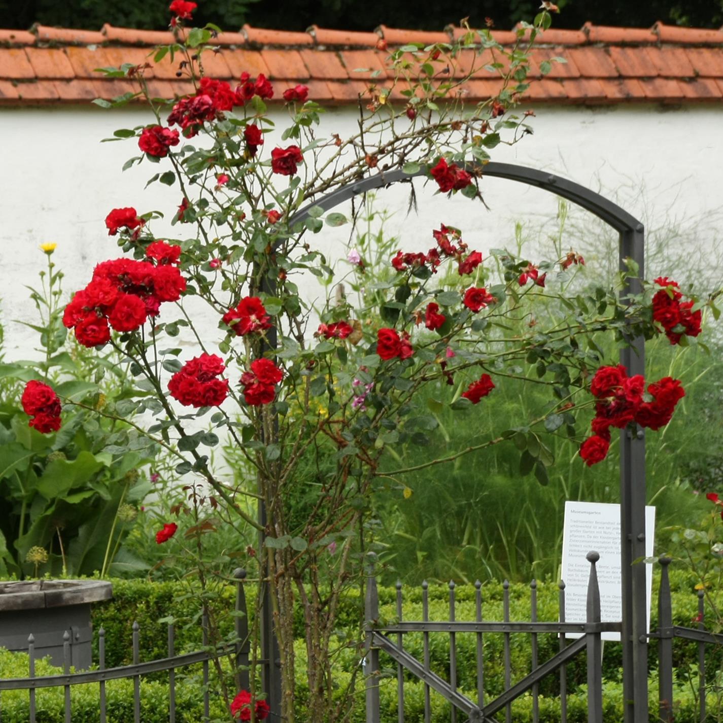 Rote Rosen am Eingang zum Museumsgarten