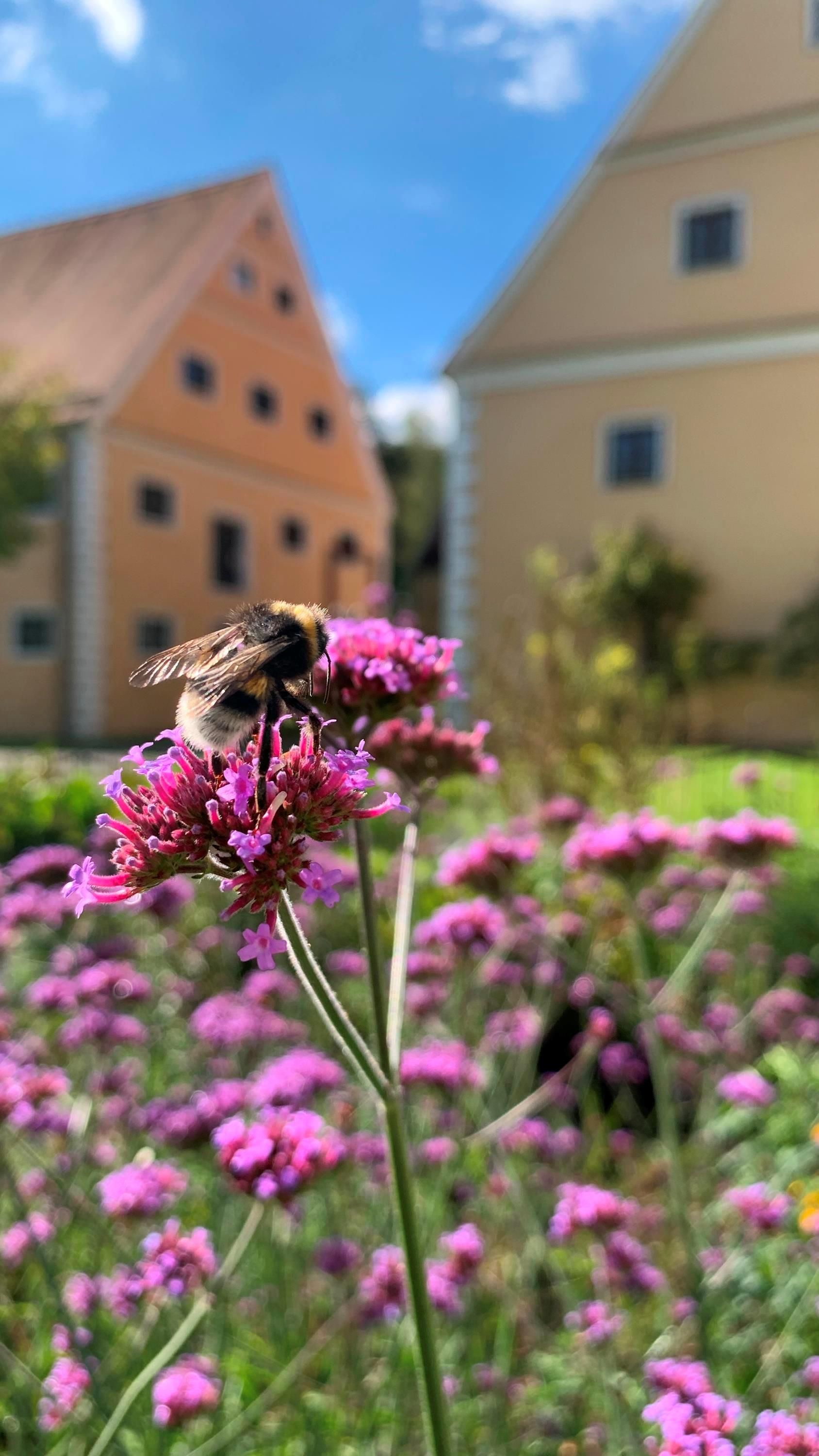 Kräuterkurse im Museum Oberschönenfeld: Programm 2025