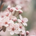 Frühlingsblüten