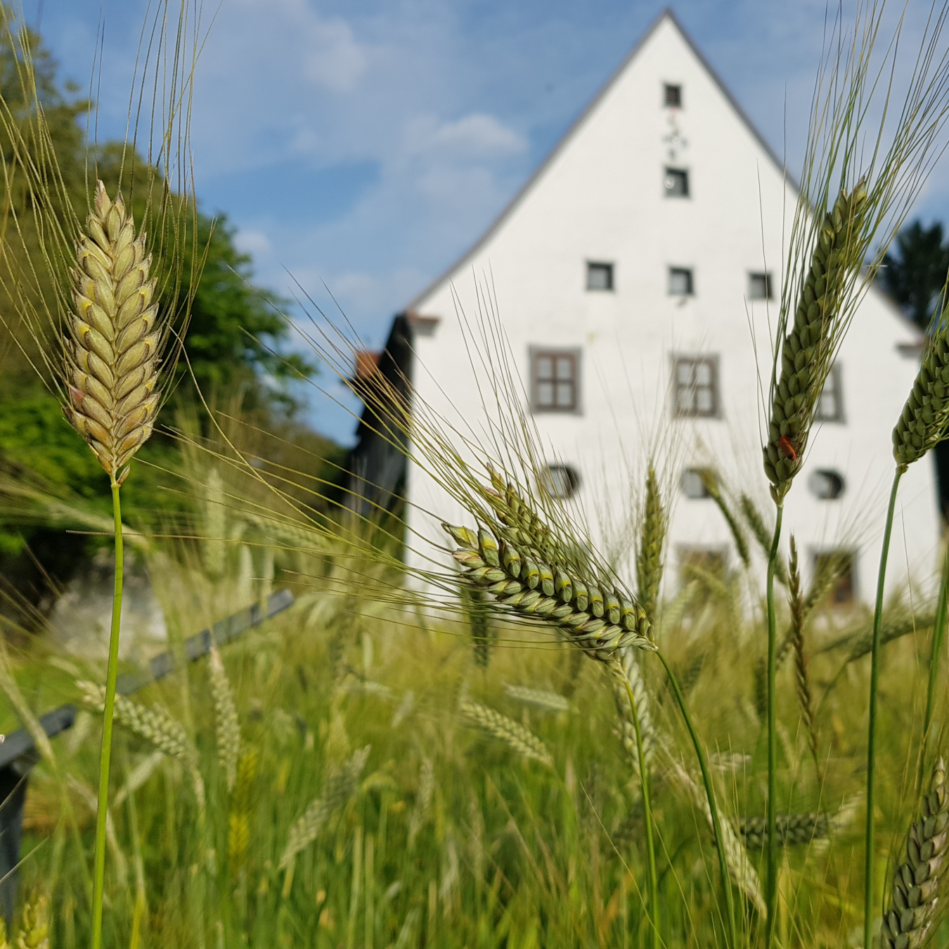 Öffentliche Führung | Von alten Sorten und Honigbienen