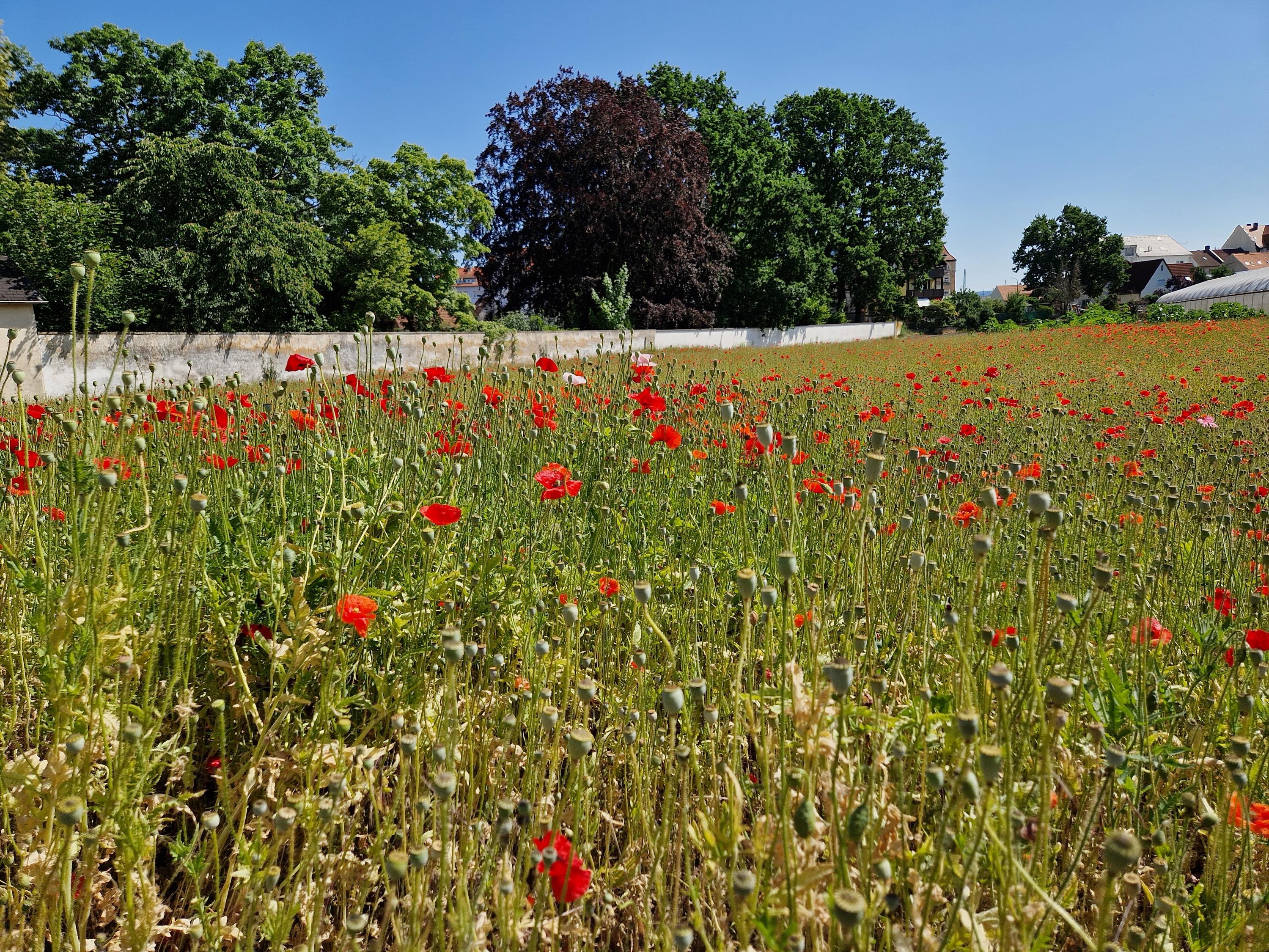 Denn im Sommer, da blüht der rote, rote Mohn - Offenes Singen