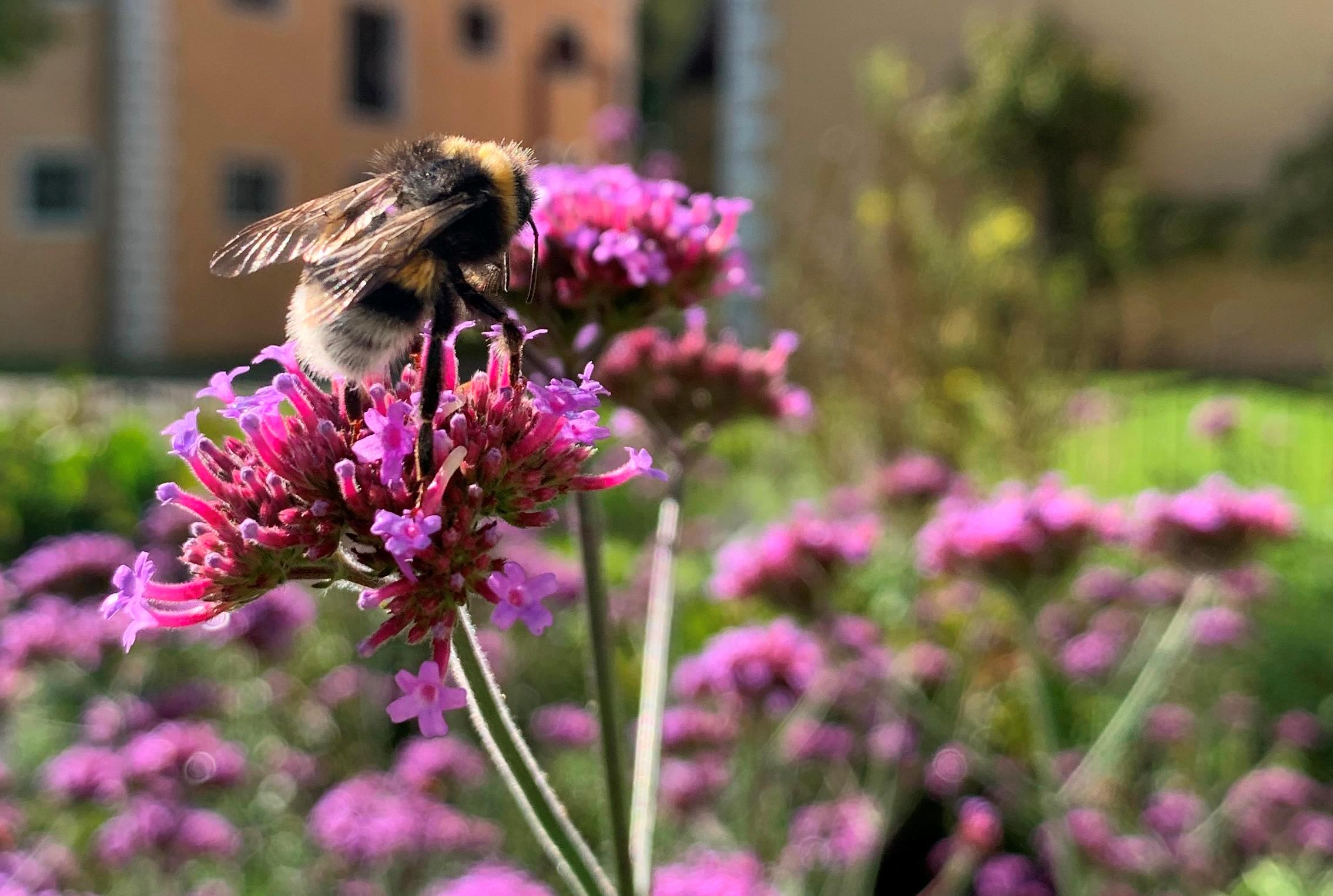 Sommer im Museum: Blütenrausch, Kräuter, Poesie und Tierisches in Naichen