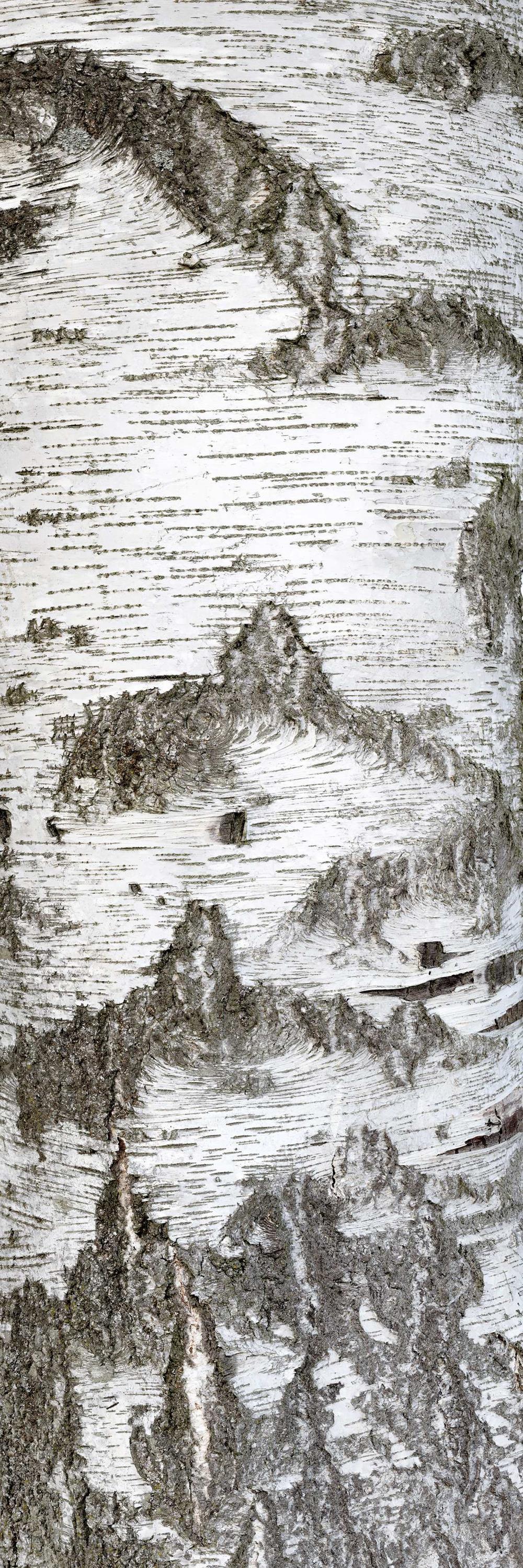 Stamm 1, 2012, Fotografie, 183 x 61 cm - Foto: Christoph Franke