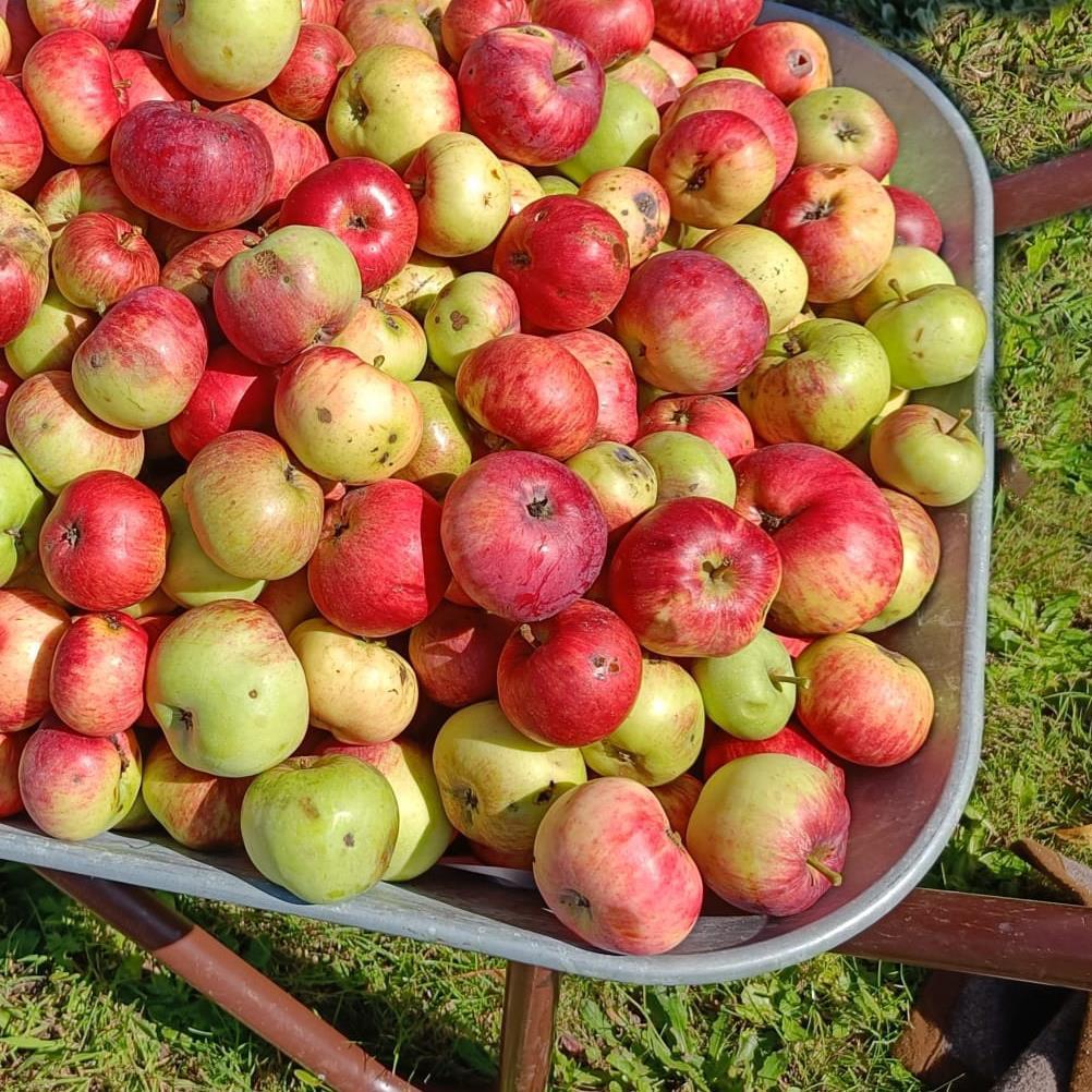 Familienführung in Oberschönenfeld: Von der Streuobstwiese ins Glas