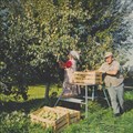 In ihrer Tagung widmet sich die Bezirksheimatpflege dem Obst- und Gartenbau in Schwaben – im Bild: Birnenernte im Museum Oberschönenfeld im Jahr 1976. - Foto: Erika Groth-Schmachtenberger