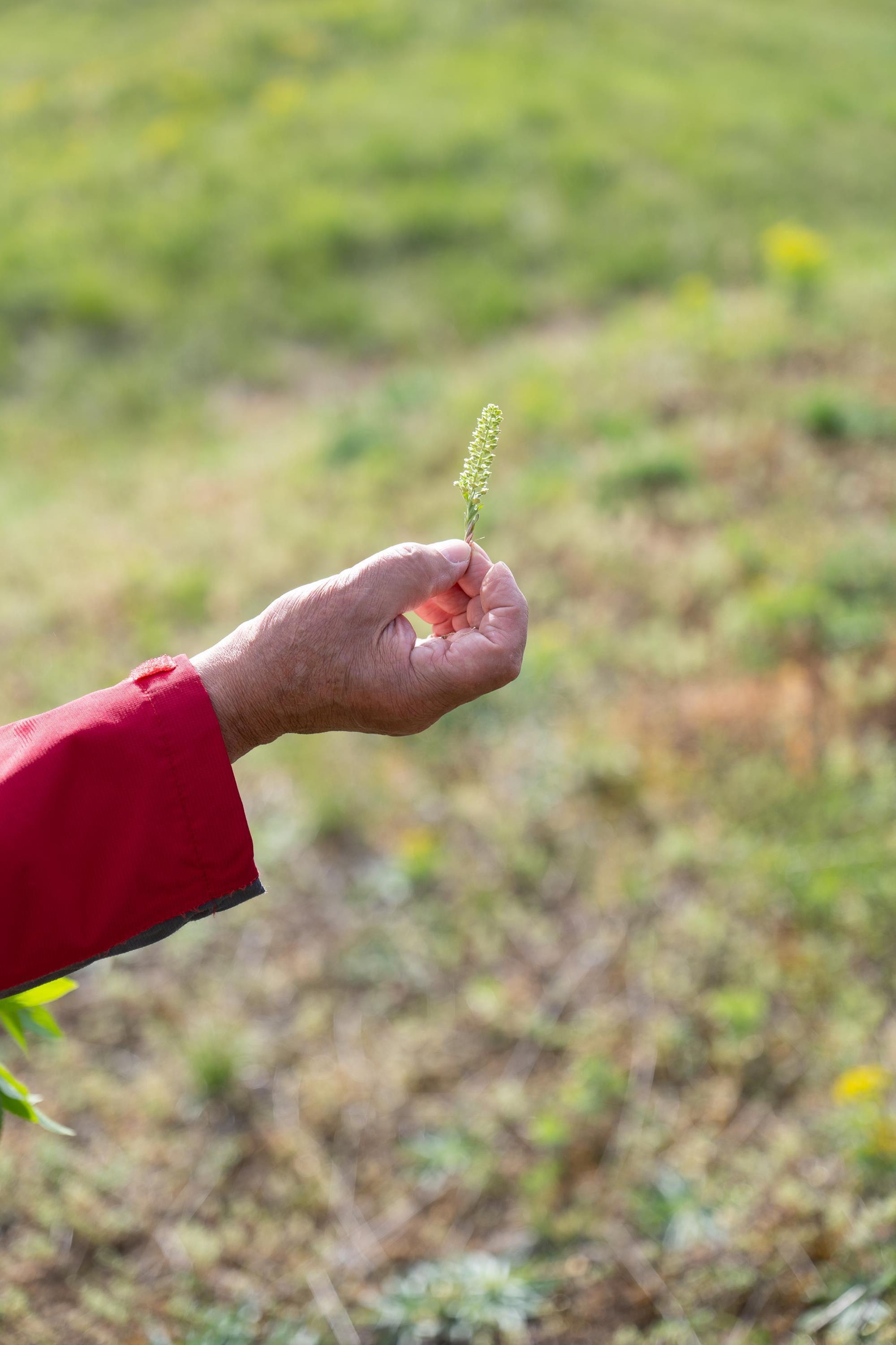 Heimat.Erlebnistag | Führung „Erste Blätter und Blüten”