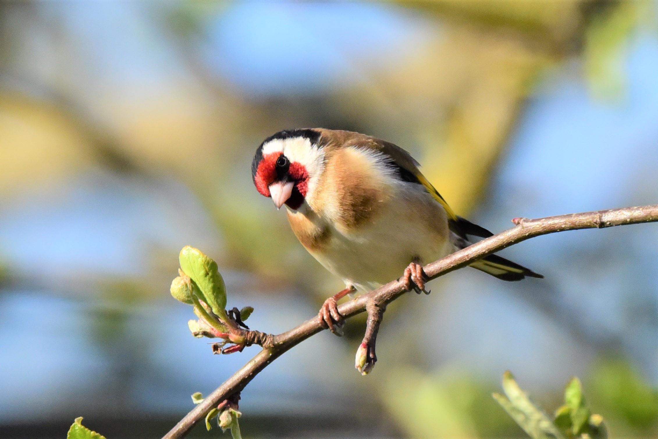 Exkursion | Vogelstimmen rund um den Klosterberg