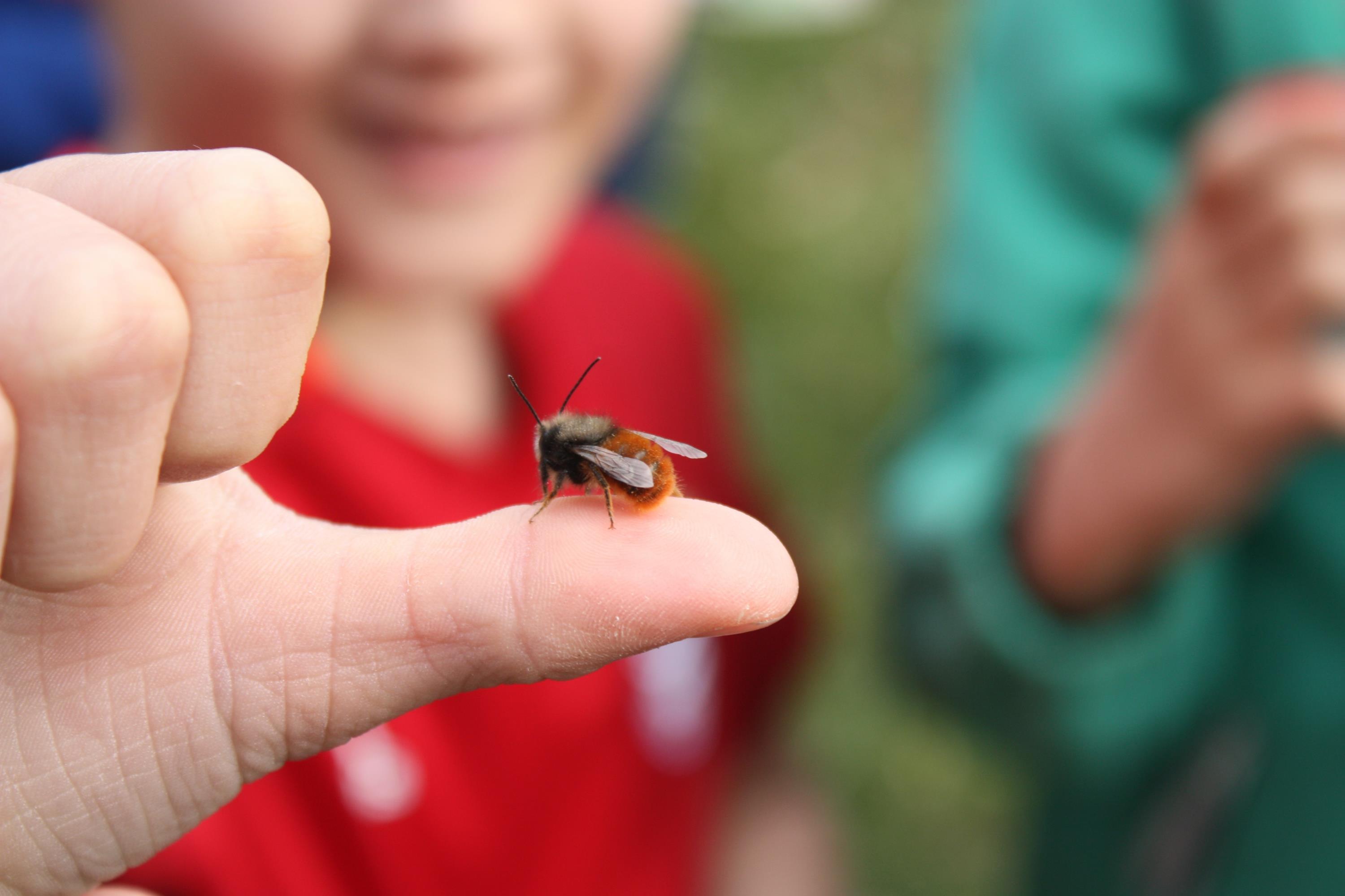 Eine Wildbiene sitzt auf dem Daumen eines lachenden Kindes.