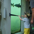 Am Großaquarium können schwäbische Fische beobachtet werden. - Foto: Elisabeth Koislmeyer, Bezirk Schwaben