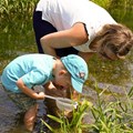 Bei der Bachsafari dürfen die Kleinsten mit dem Kescher im Weißbach fischen. - Foto: Elisabeth Koislmeyer, Bezirk Schwaben