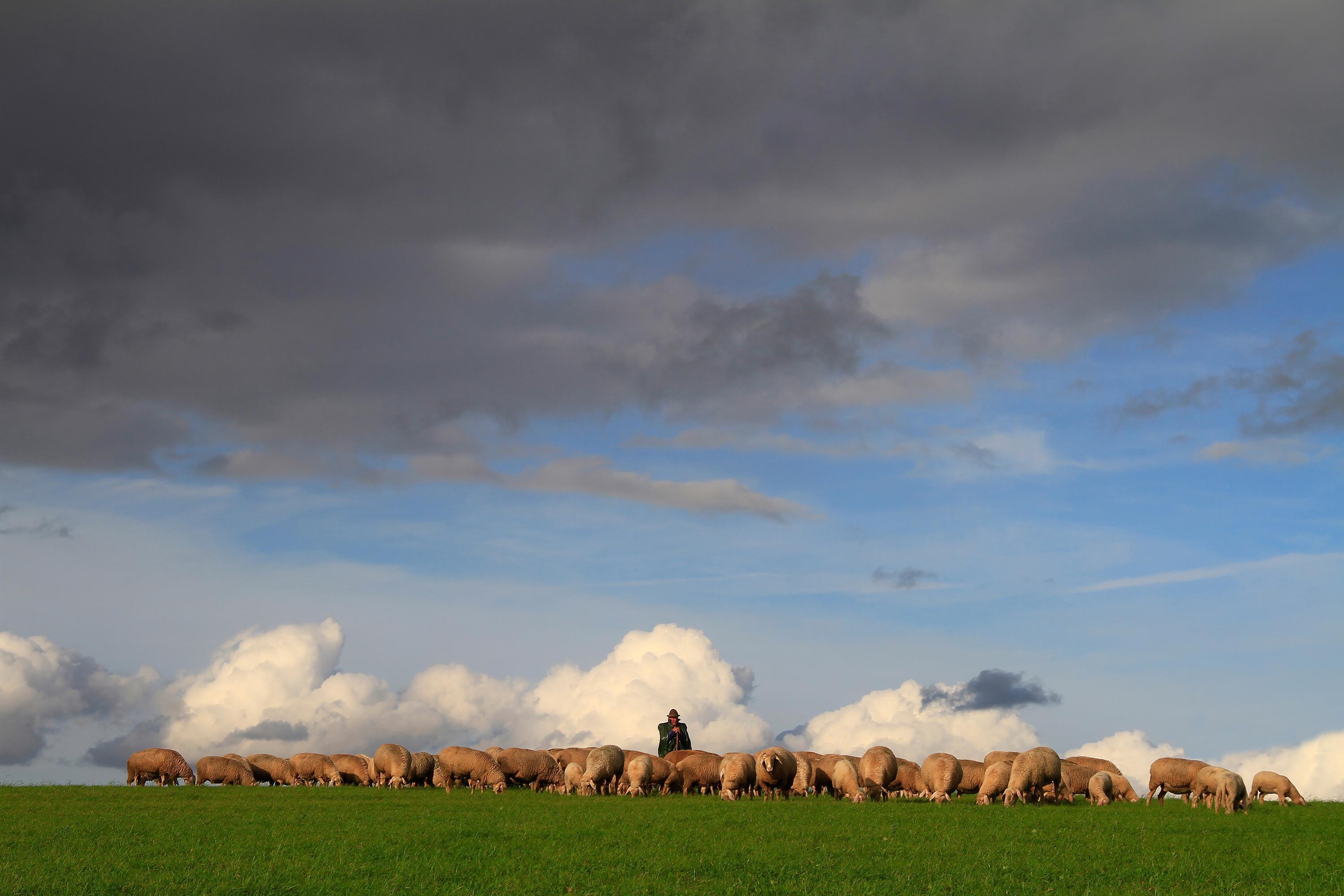 8. Donau-Rieser Schaftag