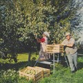 1976 beim Obstpflücken in der Bodenseeregion. - © Museum Oberschönenfeld; Foto: Erika Groth-Schmachtenberger