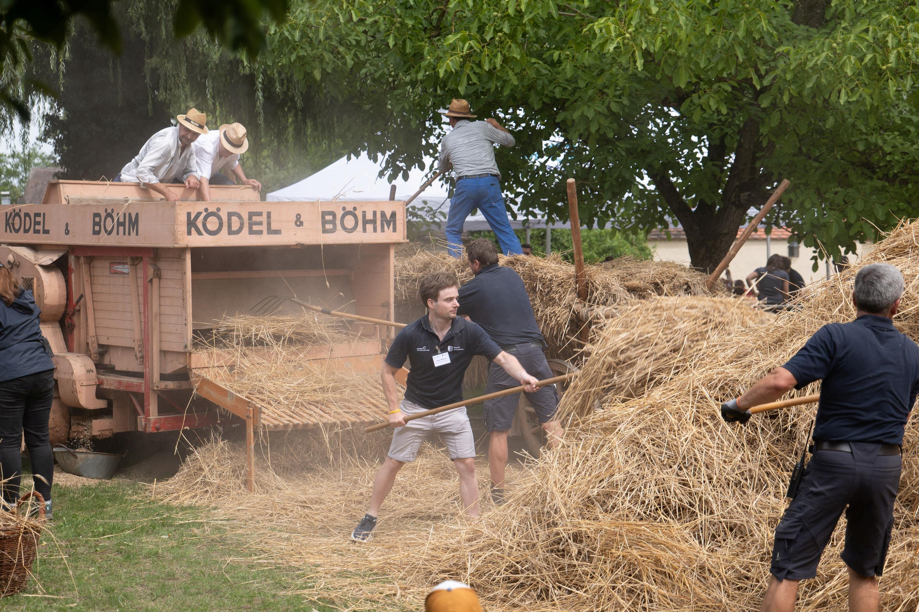 Mit historischer Technik wird das Getreide im Museumsfeld gedroschen - Foto: Matthias Meyer, Museum KulturLand Ries