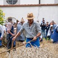 Das Getreide auf dem Musterfeld wird an diesem Tag wie früher von Hand geerntet - Foto: Matthias Meyer, Museum KulturLand Ries