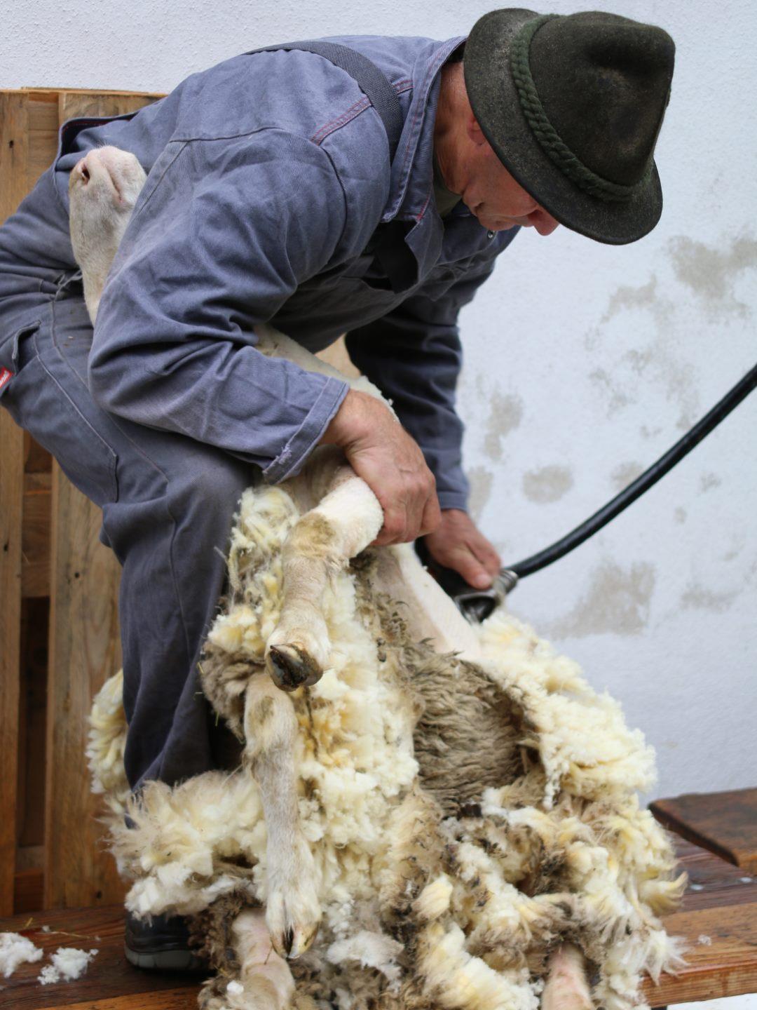 Schafschur - Foto: Harald Wodarz