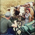 Traktor und Rinder