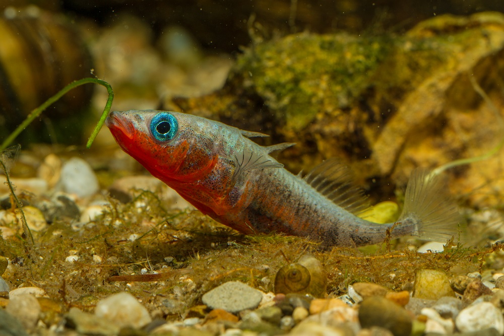 Rot am Bauch, grün am Rücken: So lockt der Dreistachlige Stichling in der Balz- und Brutzeit Weibchen an. Der Fisch des Jahres 2018 verteidigt sein Revier allerdings auch sehr aggressiv und ist am Bodensee eher ein Problemfisch.