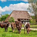 Der weiße Bauchgurt stellt beim Original Allgäuer Braunvieh eine seltene Mutation dar, die im Volksglauben Glück bringen soll.