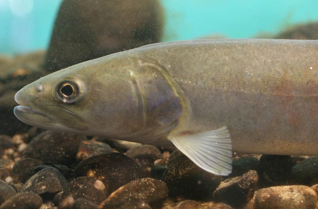 „Der Donaulachs kehrt zurück“: Filmpremiere bei der Messe „Jagen und Fischen“ zeigt Arbeit der Fischereifachberatung