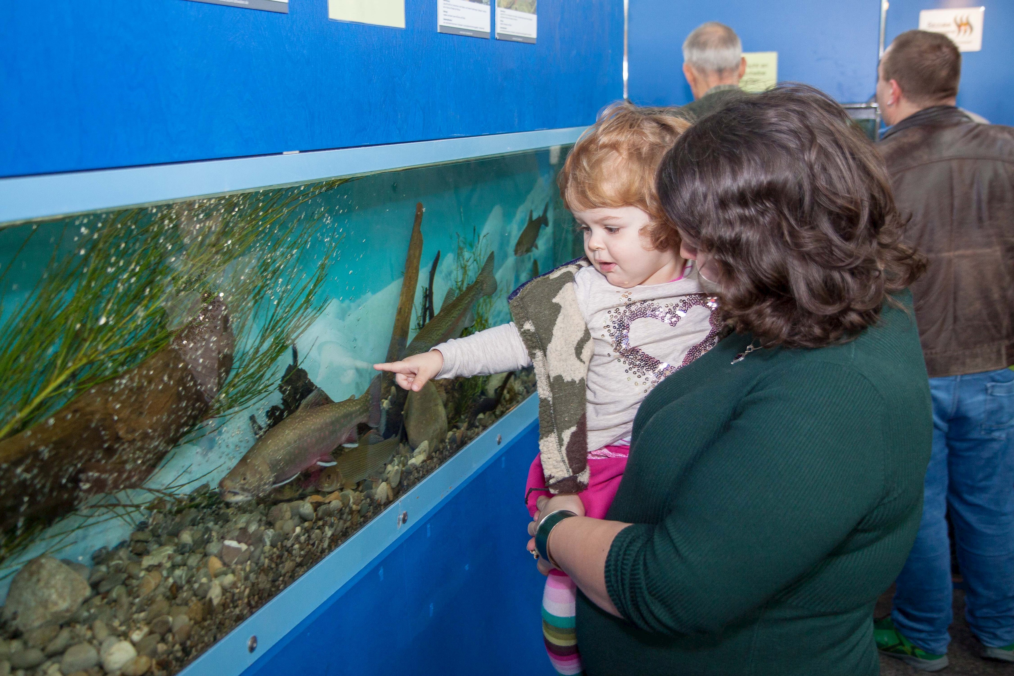 Die Aquarienausstellung faszinierte große und kleine Besucher.