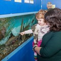 Die Aquarienausstellung faszinierte große und kleine Besucher.
