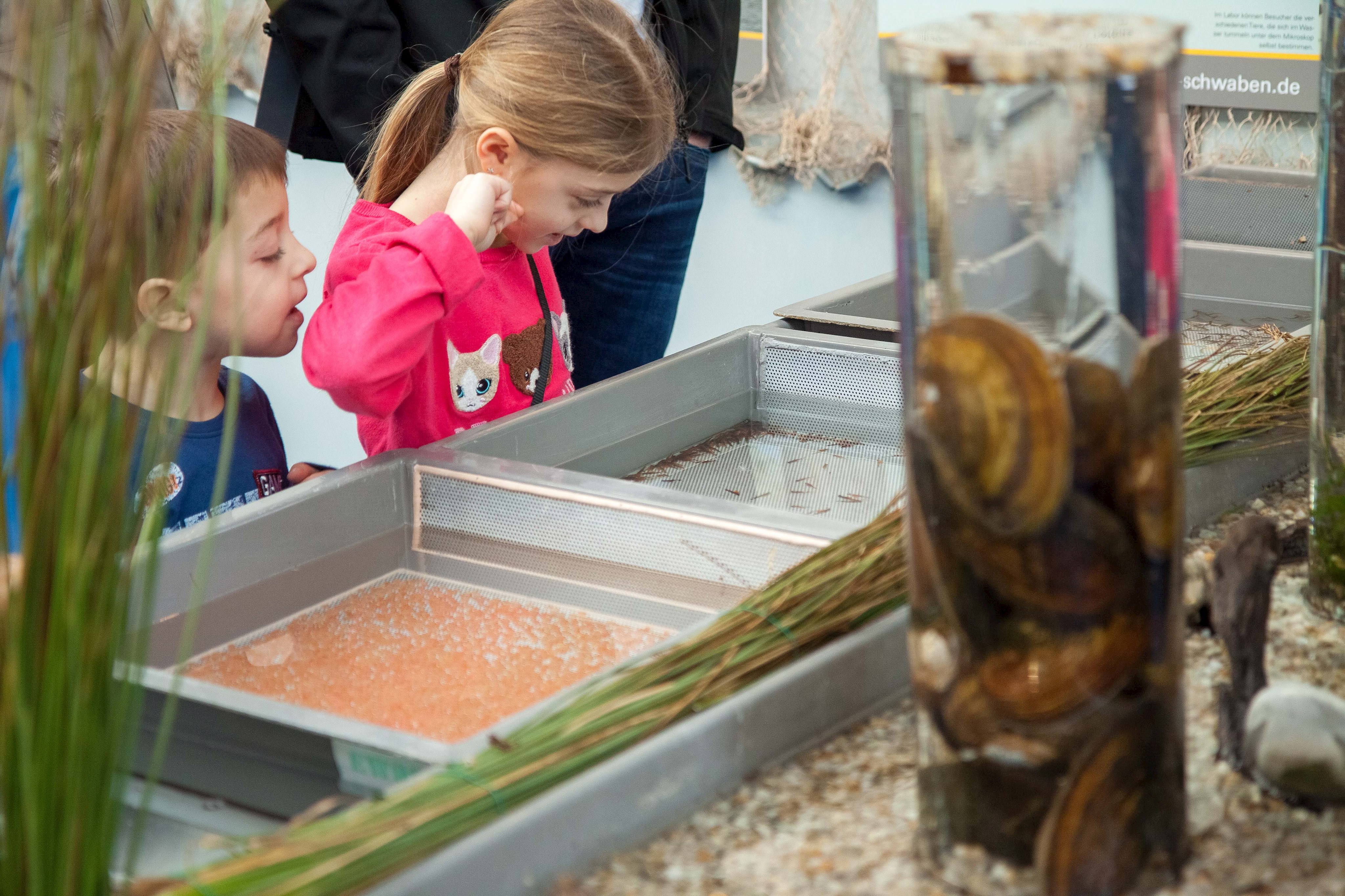 Die Erbrütungsrinne, die die Entwicklung vom Fischei zum fertigen Fisch zeigt, faszinierte vor allem die jungen Besucher.