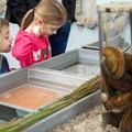 Die Erbrütungsrinne, die die Entwicklung vom Fischei zum fertigen Fisch zeigt, faszinierte vor allem die jungen Besucher.