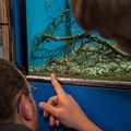 Auch Krebse gehören zu den Tierarten der schwäbischen Unterwasserwelt.
