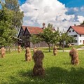Einst ein weit verbreitetes Bild in ganz Schwaben: Heu wird auf sogenannten Heinzen getrocknet.