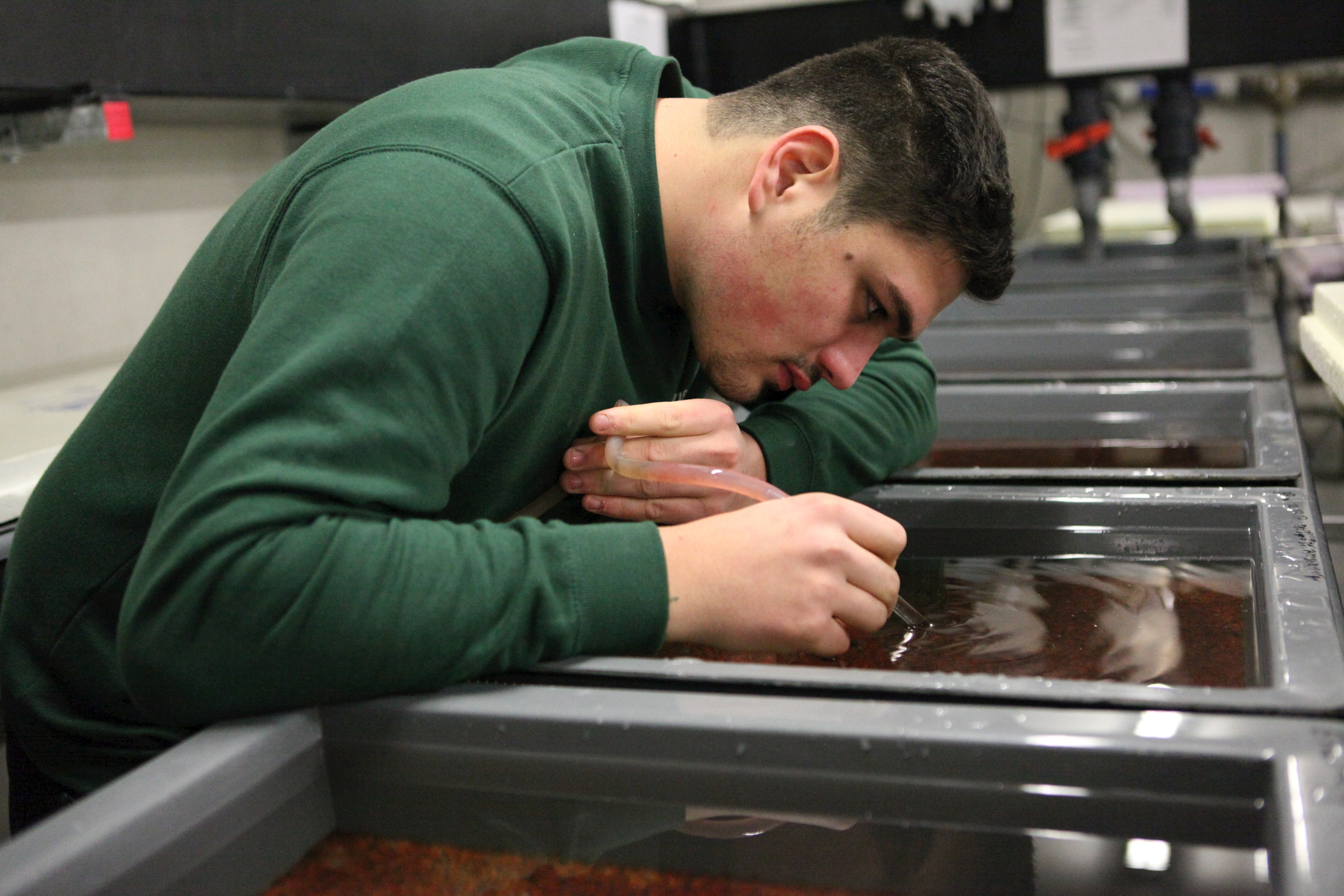 Ein Mitarbeiter des Fischereihofs beugt sich über ein Becken mit Fischeiern. Mit einem Schlauch saugt er erkrankte Exemplare ab.
