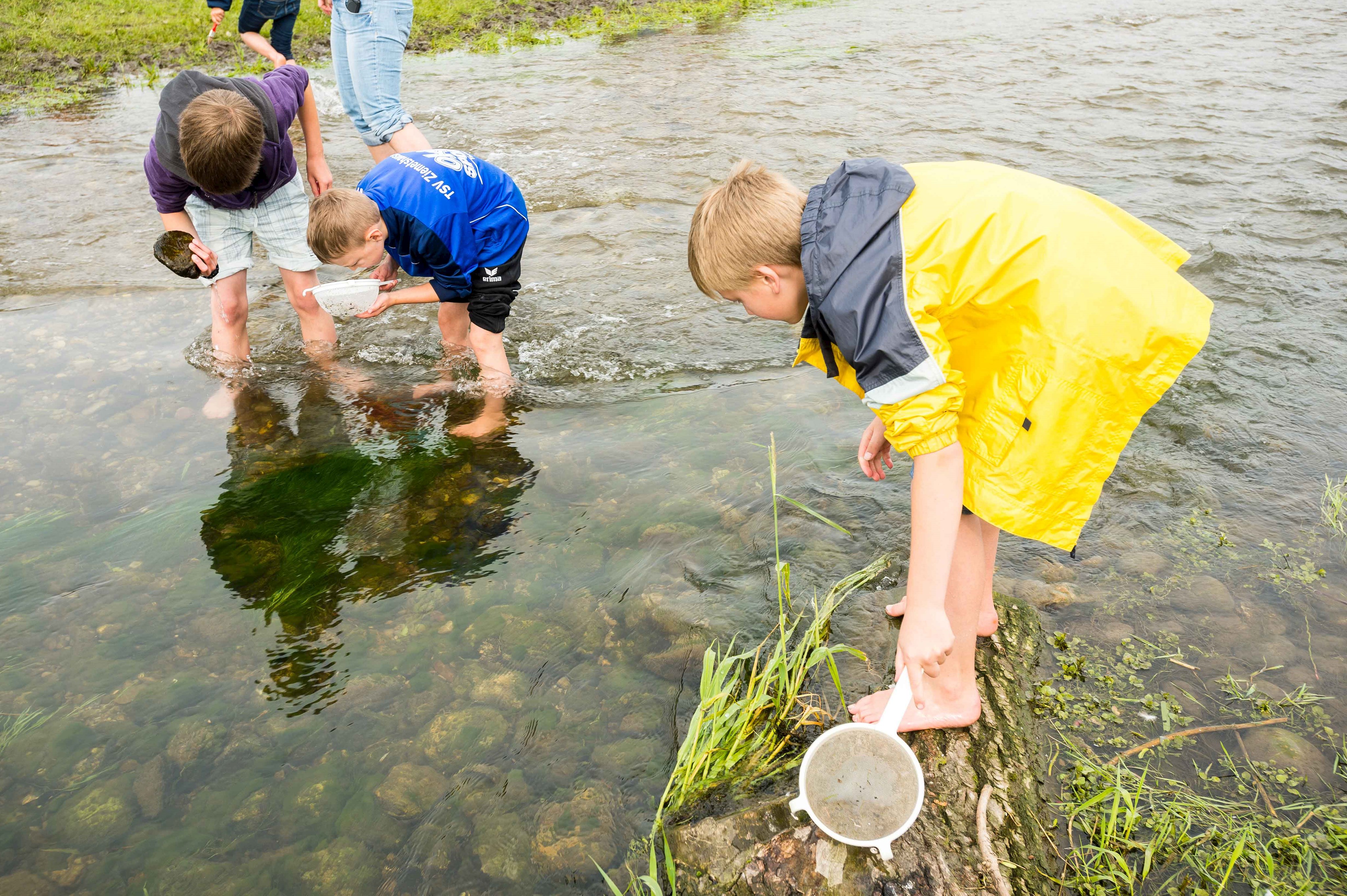 Im Bach fangen Kinder mit Keschern kleine Wasserlebewesen, die sie später unter dem Mikroskop untersuchen. (1)