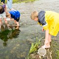 Im Bach fangen Kinder mit Keschern kleine Wasserlebewesen, die sie später unter dem Mikroskop untersuchen. (1)