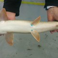 Die blauen Markierungen an den hinteren Flossen belegen: Diese Barbe hat in der Iller dank der Fischwanderhilfen den weiten Weg von Altusried bis Kempten zurückgelegt.