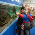 In den beliebten Schau-Aquarien können Messebesucher die schwäbische Unterwasserwelt entdecken.