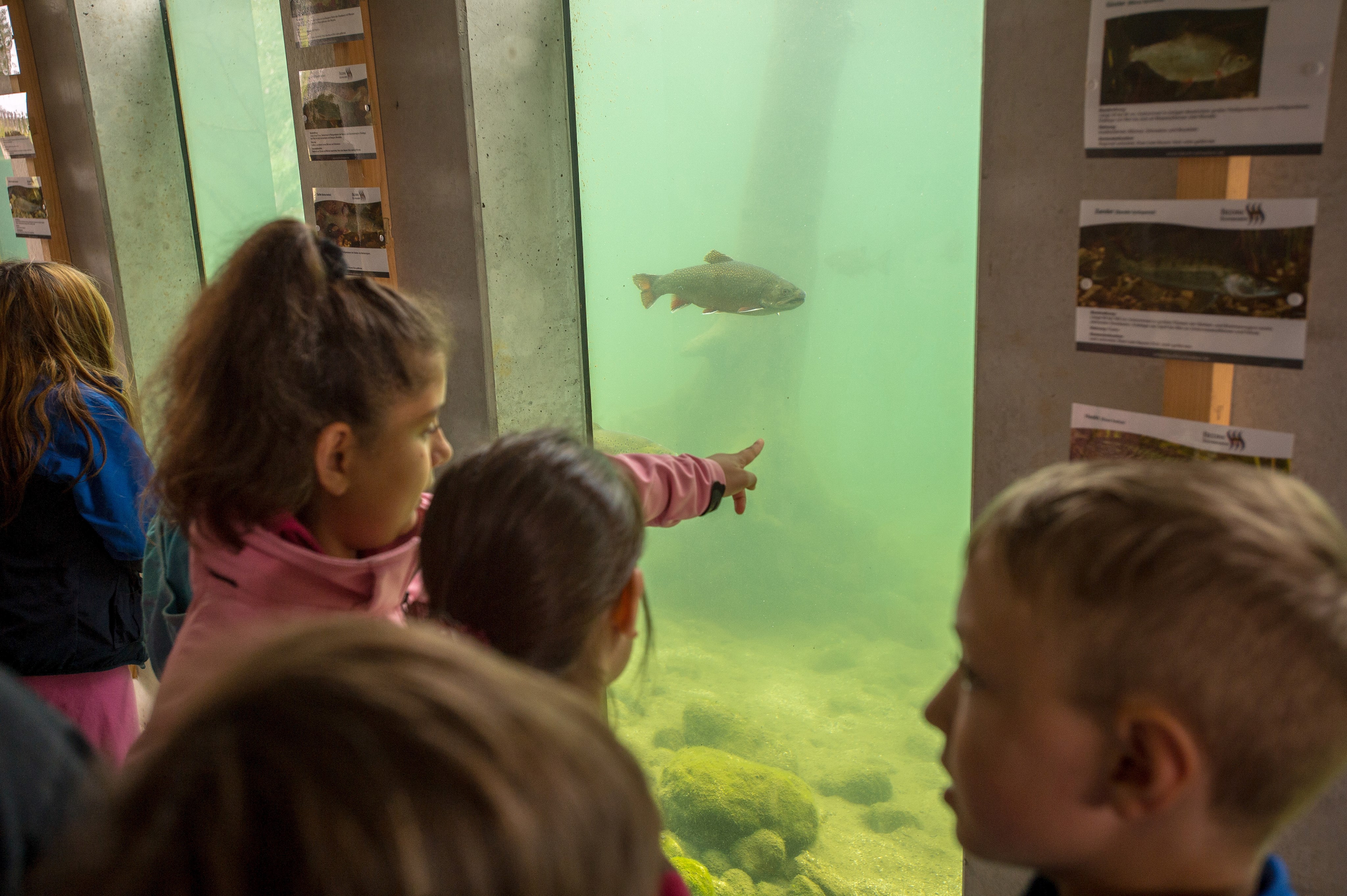 In Schauaquarien können Besucher schwäbische Fischarten bestaunen.