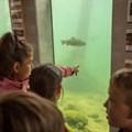 In Schauaquarien können Besucher schwäbische Fischarten bestaunen. In Schauaquarien können Besucher schwäbische Fischarten bestaunen.